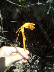 Lonicera hildebrandtiana