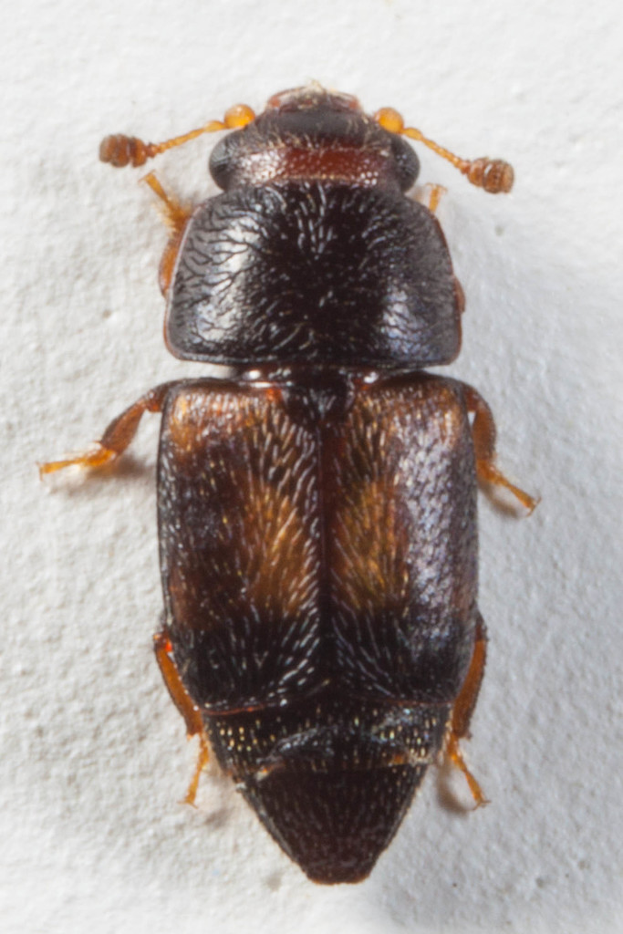 Carpophilus