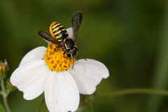 Paranthidium gabbii
