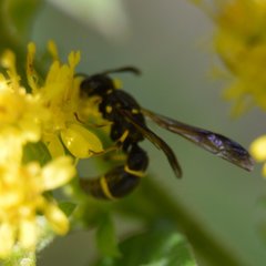 Symmorphus canadensis