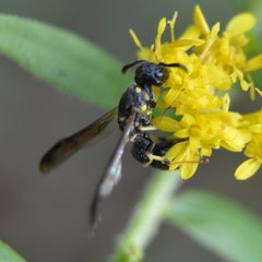 Symmorphus canadensis
