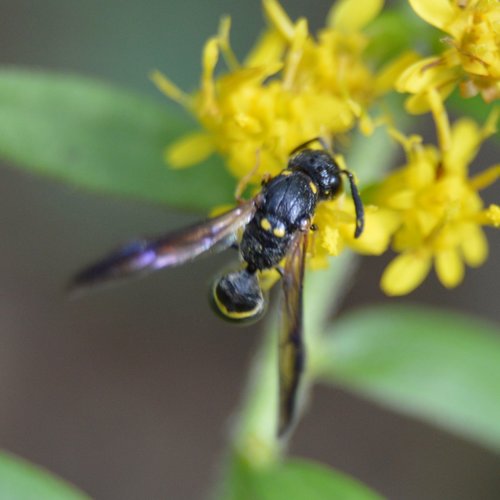 Canadian Potter Wasp