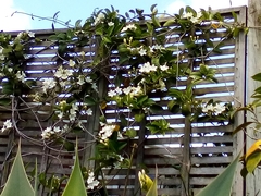 Stephanotis floribunda