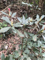 Machilus chekiangensis