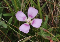 Clarkia prostrata
