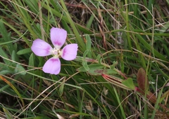 Clarkia prostrata