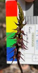 Genoplesium filiforme