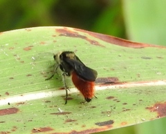 Dasymutilla sicheliana