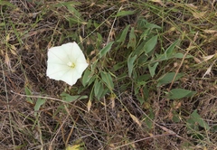 Calystegia subacaulis episcopalis
