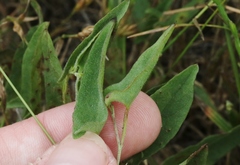 Calystegia subacaulis episcopalis