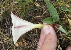 Calystegia subacaulis episcopalis