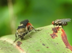 Dasymutilla sicheliana