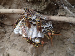 Polistes weyrauchorum