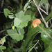 Tawny Pea - Photo (c) Oleg Kosterin, some rights reserved (CC BY), uploaded by Oleg Kosterin