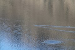 Podiceps auritus