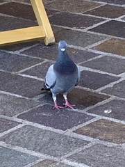 Columba livia domestica