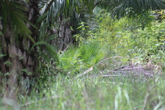 Sabal mauritiiformis