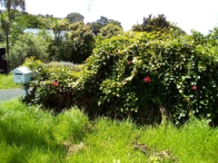 Amphilophium buccinatorium