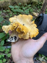 Cantharellus cascadensis