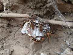 Polistes weyrauchorum
