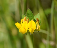 Lotus uliginosus
