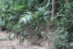 Sabal mauritiiformis