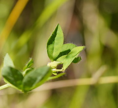 Lotus uliginosus