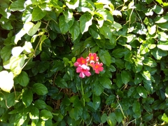 Amphilophium buccinatorium