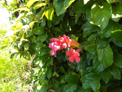 Amphilophium buccinatorium