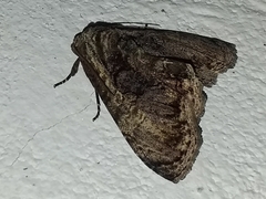 Lepidodes