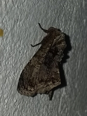 Lepidodes