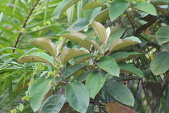 Miconia argentea