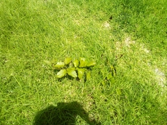 Amphilophium buccinatorium