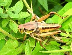 Brachystola behrensii