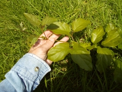 Amphilophium buccinatorium