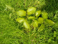 Amphilophium buccinatorium