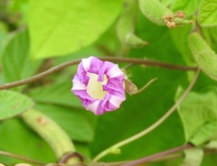 Ipomoea meyeri