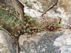 Aleuritopteris argentea