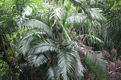 Bactris major