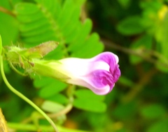 Ipomoea meyeri