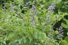 Trichospermum galeottii