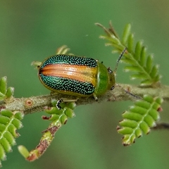 Calomela parilis