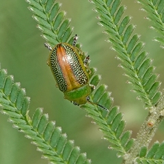 Calomela parilis