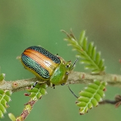 Calomela parilis