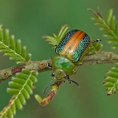 Calomela parilis