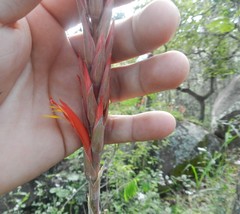 Pitcairnia
