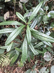 Ardisia lindleyana