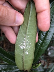 Ardisia lindleyana