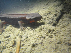 Cynops pyrrhogaster