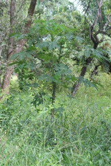 Vasconcellea cauliflora